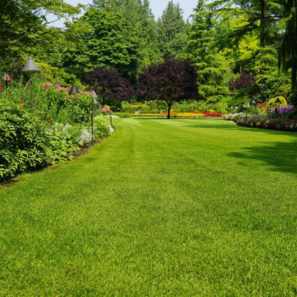 Collection image for: Grass