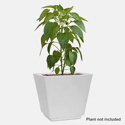 Evergreen Elegance Planter