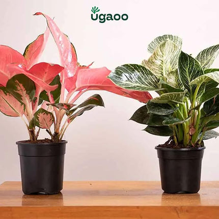 Plastic Planters Treated Gardening Pots and Planters for Plants (Per Piece)