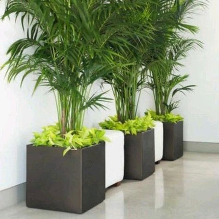 Cubical Planter (Per Piece)